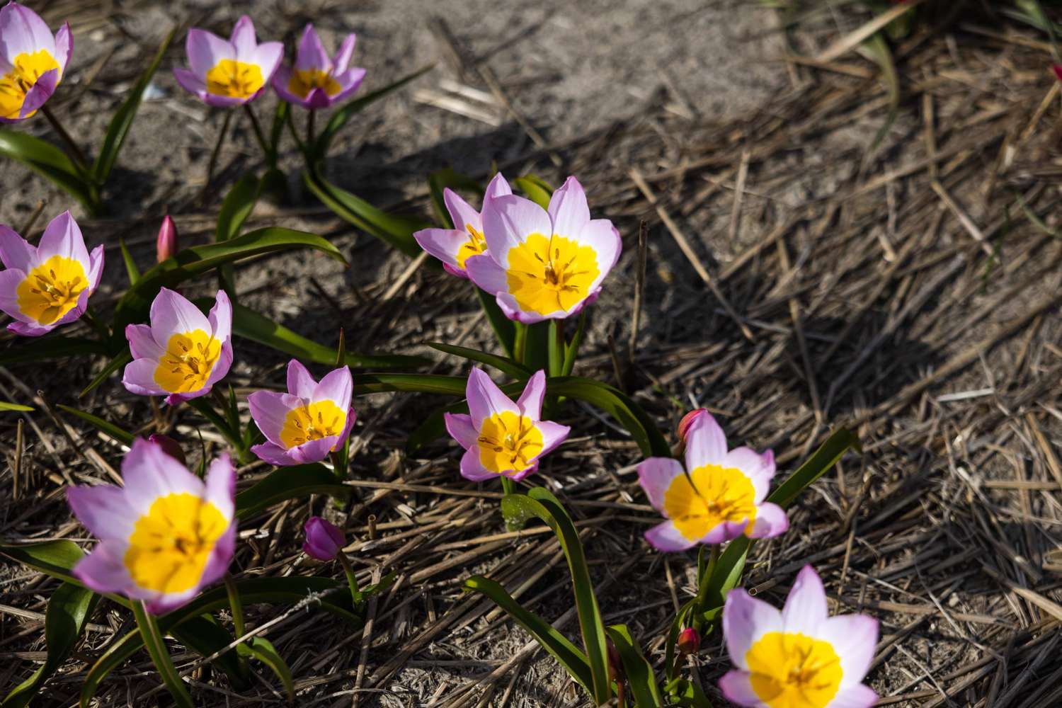 Tulpe 'Saxatilis' - Tulipaner